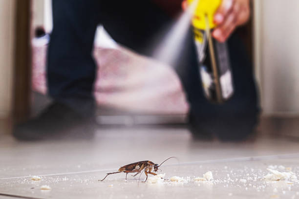 Best Local Pest Control Services  in Shenandoah, PA